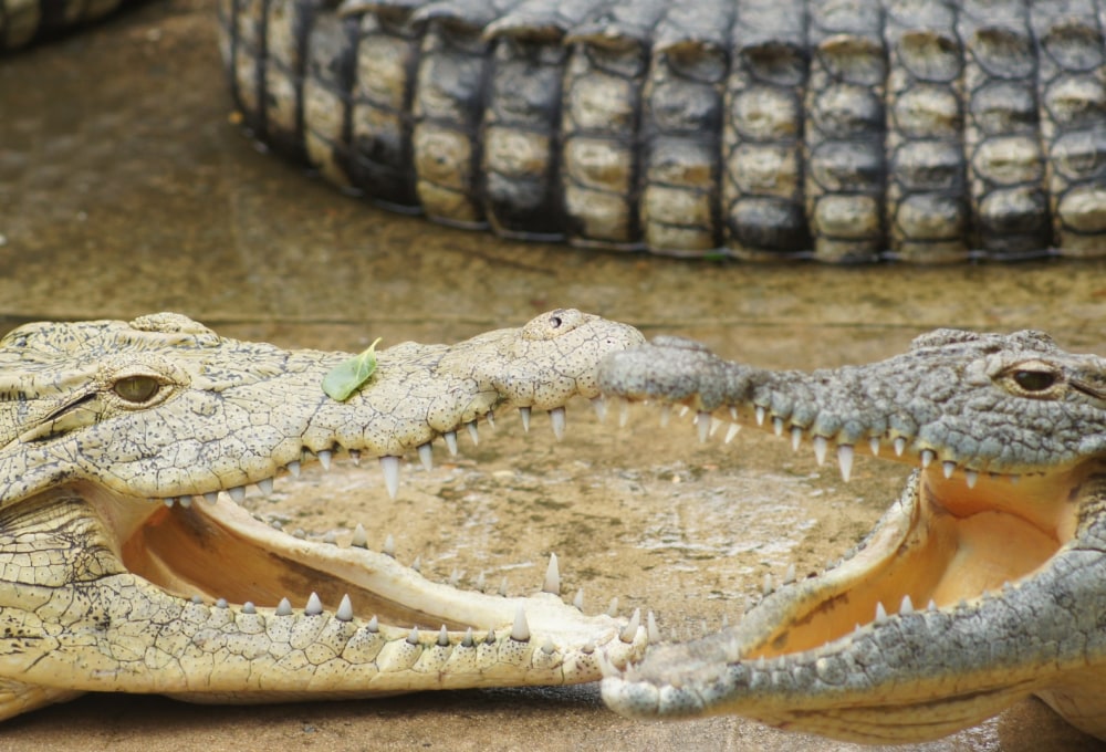Tier- und Pflanzenwelt im iSimangaliso Wetland Park